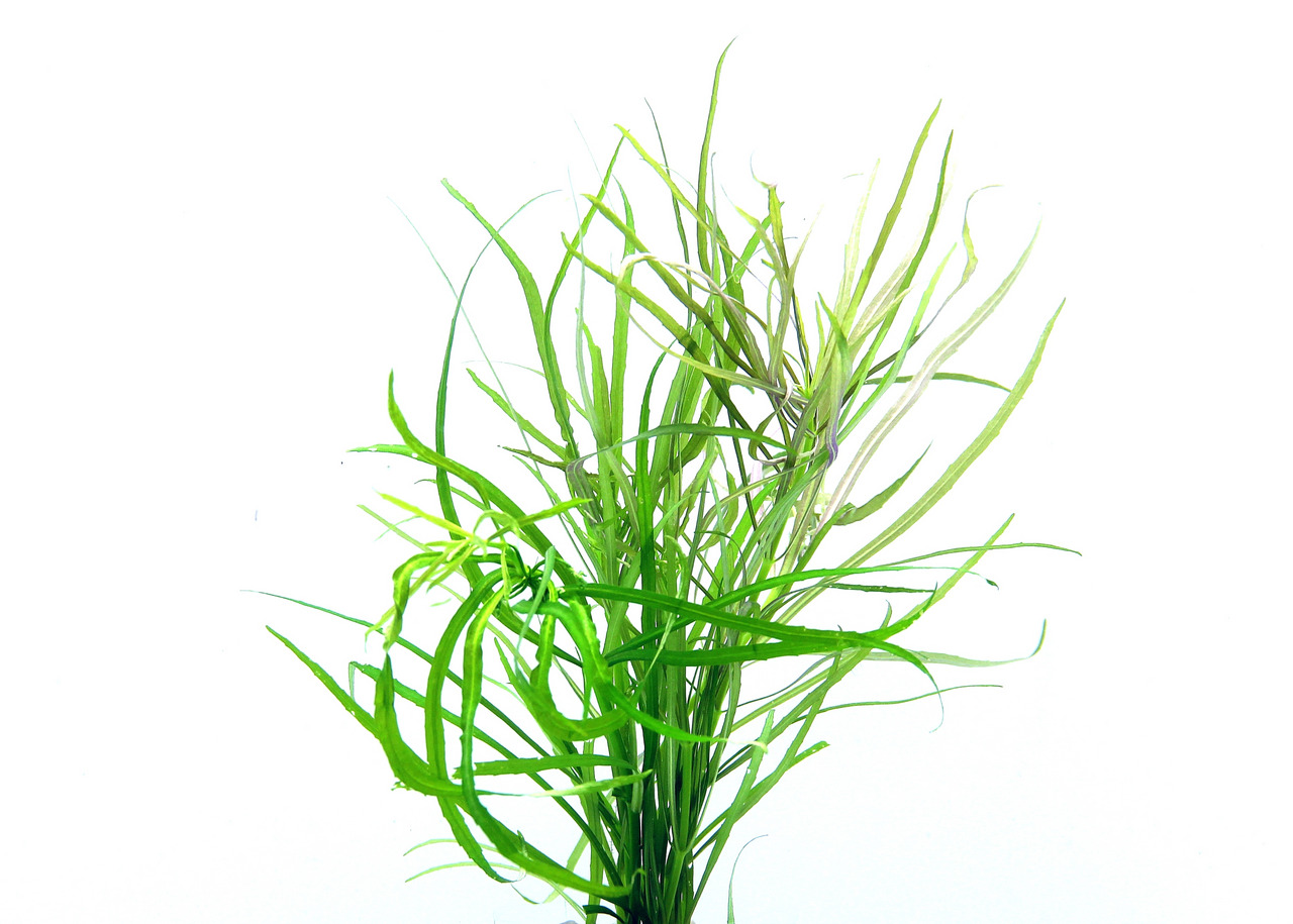 ALOHA künstl. Aquariumpflanze, lebendiger Grünton, lange schmale Blätter, nat. Optik, für Süß-/Meerwasser, Versteckmglk. für Fische.