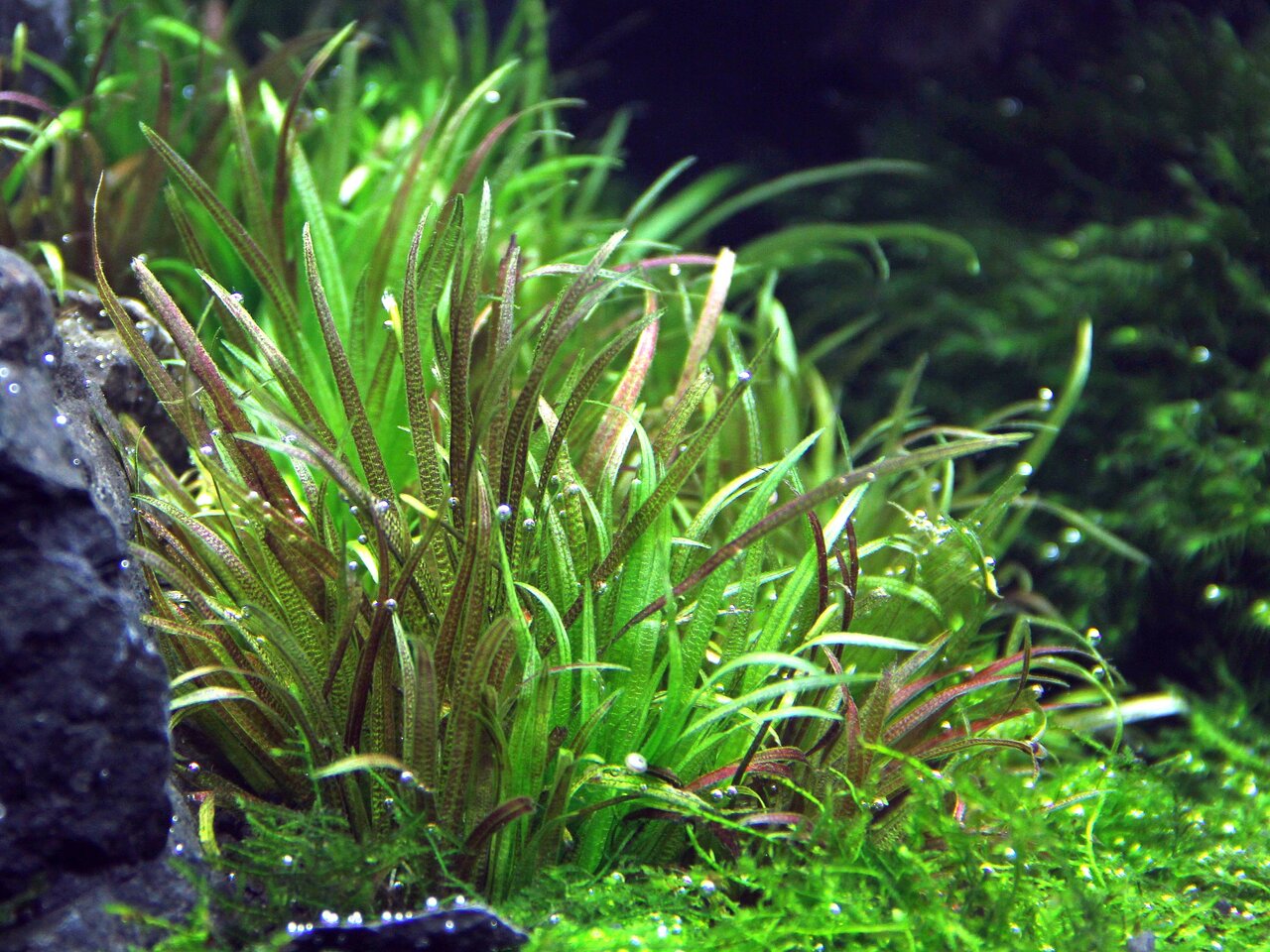 Cryptocoryne wendtii: Wasserpflanze mit grünen-rötl. Blättern, ideal f. Aquarien, bietet Verstecke f. Fische-Garnelen, nat. Optik.
