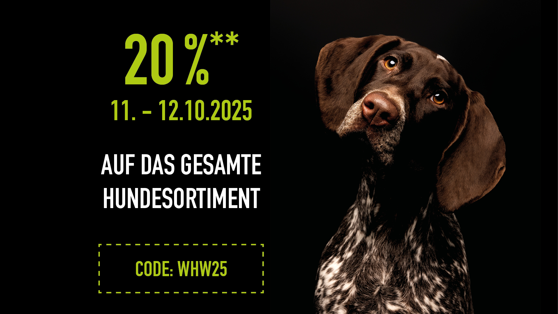 Jagdhund auf schwarzem HIntergrund, Aktion Online zur Welthundewoche