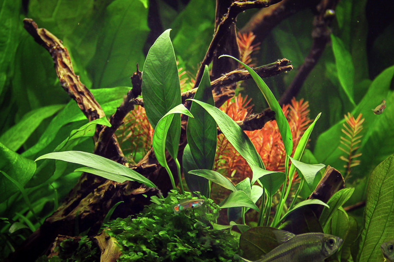 Üppig bepflanztes Aquarium mit grünen & rötlichen Pflanzen, Zierfischen, Treibholz