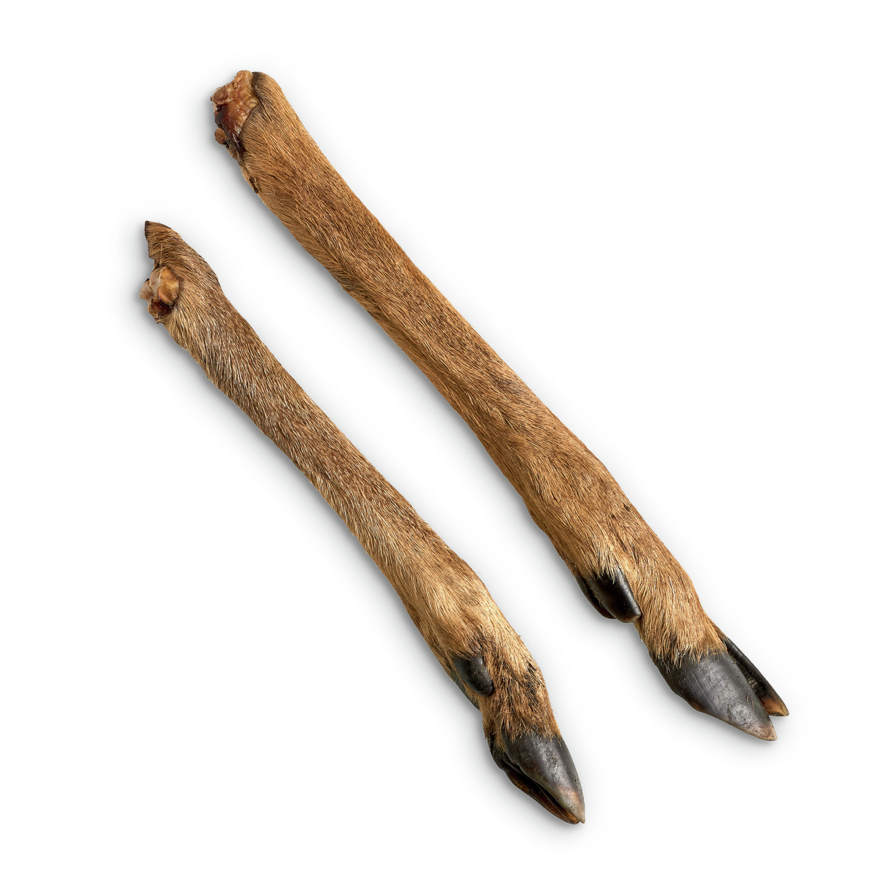 Lottis Häppchen Rehbeine, natürl. Kausnack f. Hunde, alle Größen, ohne Zusatzstoffe, nährstoffreich, z. Zahnreinigung, 2 Stk.