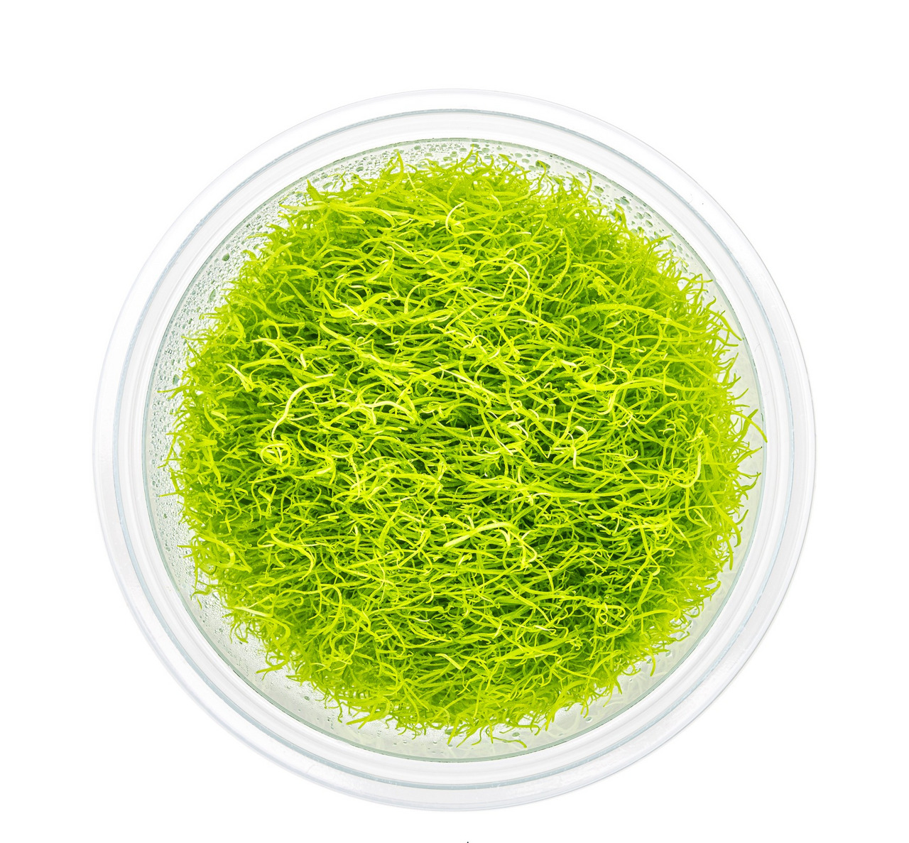 ALOHA Moos/Algen, für Aquarien/Terrarien, frisch & lebendig, 4251127240152.