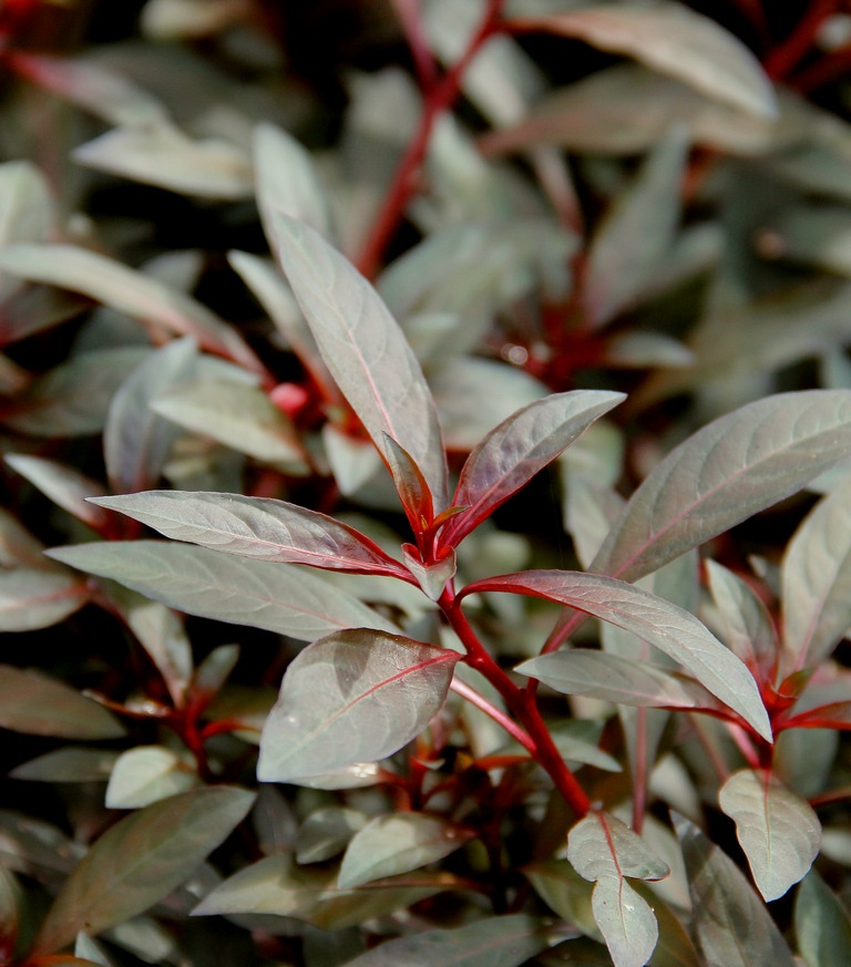 Nahaufnahme von roten & grünen Pflanzenblättern mit glatter Oberfläche & roten Stängeln, die einen starken Kontrast bilden.