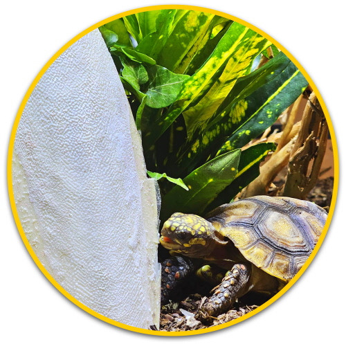Das Bild zeigt eine Schildkröte in einem Terrarium, die an einem Sepiaschulp knabbert. Im Hintergrund sind grüne Pflanzen zu sehen, die eine natürliche Umgebung simulieren. Das Produkt ist der HOBBY Sepiaschulp, geeignet für Reptilien wie Schildkröten, zu