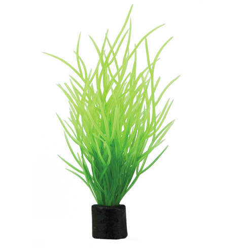 HOBBY Plant Lilaeopsis mini 1,5 x 1,5 x 7 Centimeter Aquarieneinrichtung
