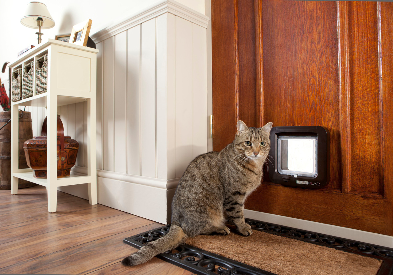 Das Bild zeigt eine getigerte Katze, die vor einer Holztür mit einer eingebauten SureFlap Mikrochip-Katzenklappe sitzt. Die SureFlap Katzenklappe ist für Katzen geeignet und ermöglicht den Zugang durch Erkennung des Mikrochips. Sie ist ideal für Haustierb