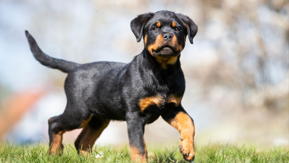 Rottweiler Welpe auf einer Wiese