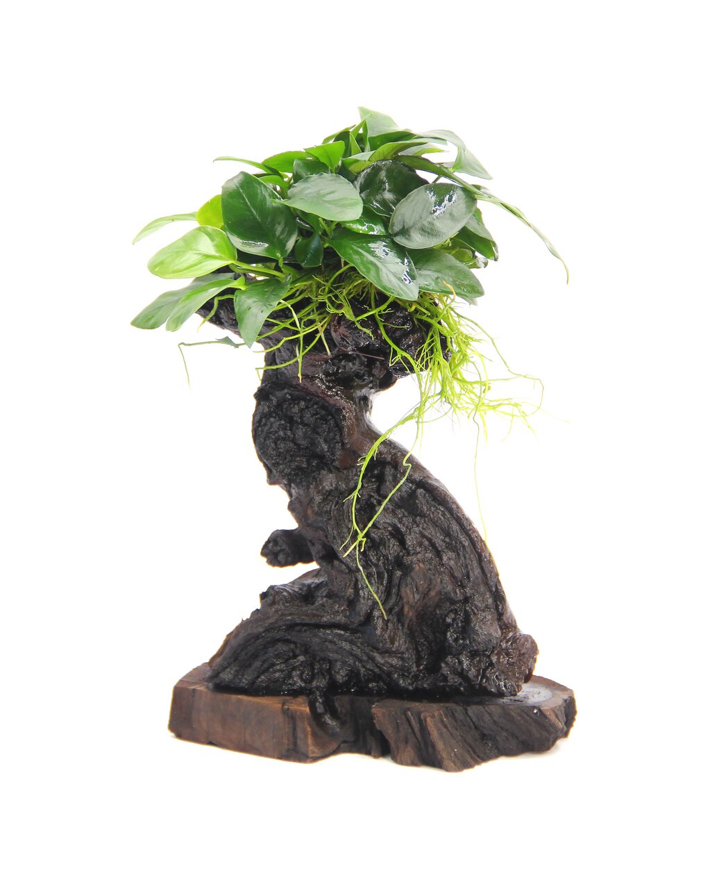 Ein dekoratives Aquarium-Accessoire der Marke ALOHA, bestehend aus einem künstlichen Baumstamm mit lebensechten, grünen Pflanzen. Geeignet für Aquarienliebhaber, um eine natürliche Unterwasserlandschaft zu schaffen. Detailreiche Struktur und realistische 