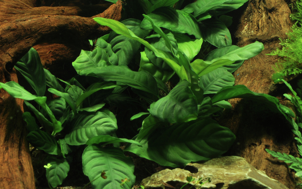 Tropica Anubias barteri var. caladiifolia, Aquarienpflanze, für Süßwasseraquarien, Anfänger & Profis, große dunkelgrüne Blätter, langsam wachsend.