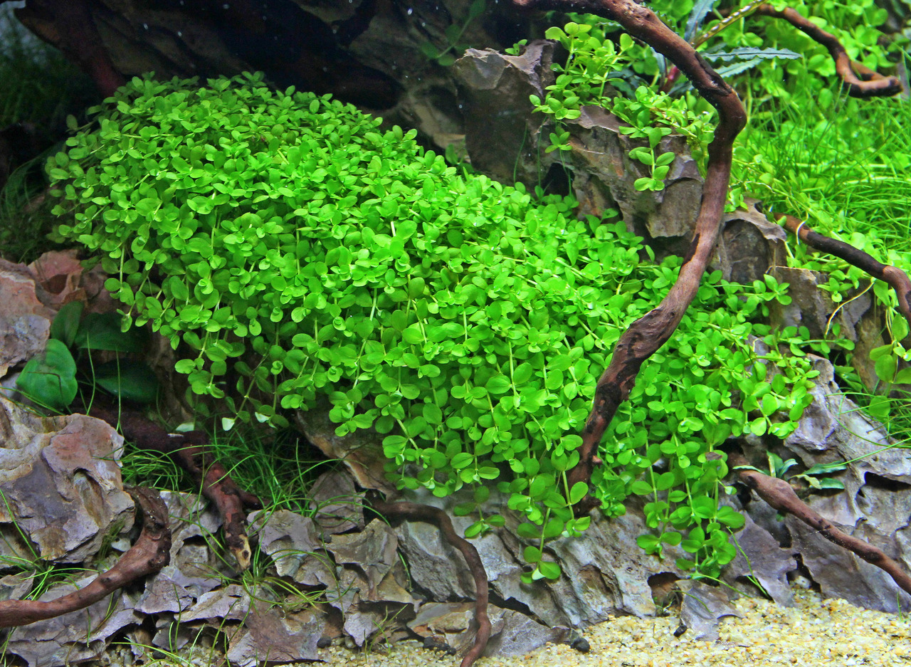 Das Bild zeigt eine üppige, grüne Wasserpflanze der Marke ALOHA, die speziell für Aquarien geeignet ist. Die Pflanze ist dicht wachsend und bildet einen lebendigen Teppich, ideal für Süßwasseraquarien. Sie ist für Aquarienliebhaber gedacht, die eine natür