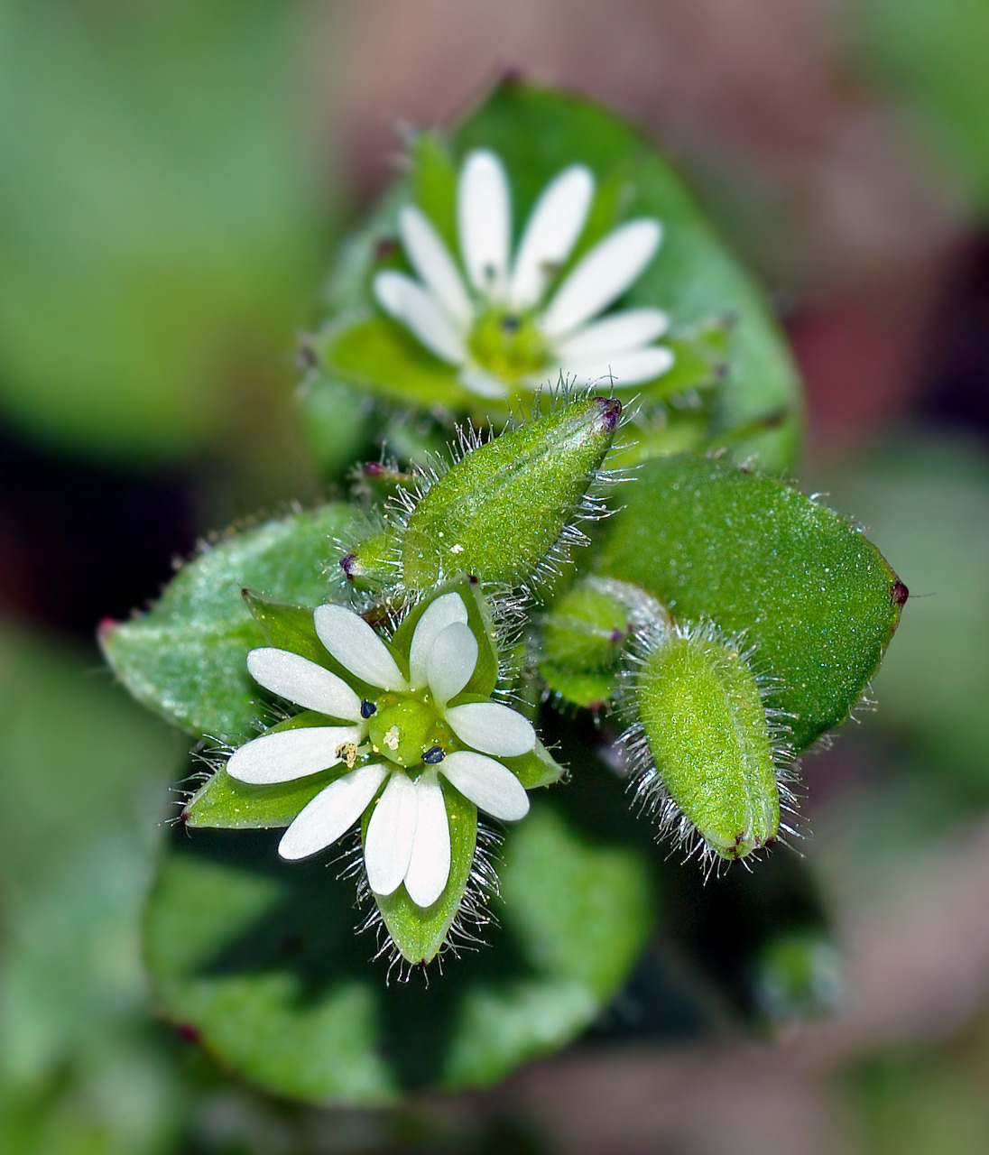 Nahaufnahme der Vogelmiere (Stellaria media): Kleine Pflanze mit weißen Blüten & grünen Blättern in natürl. Umgebung.