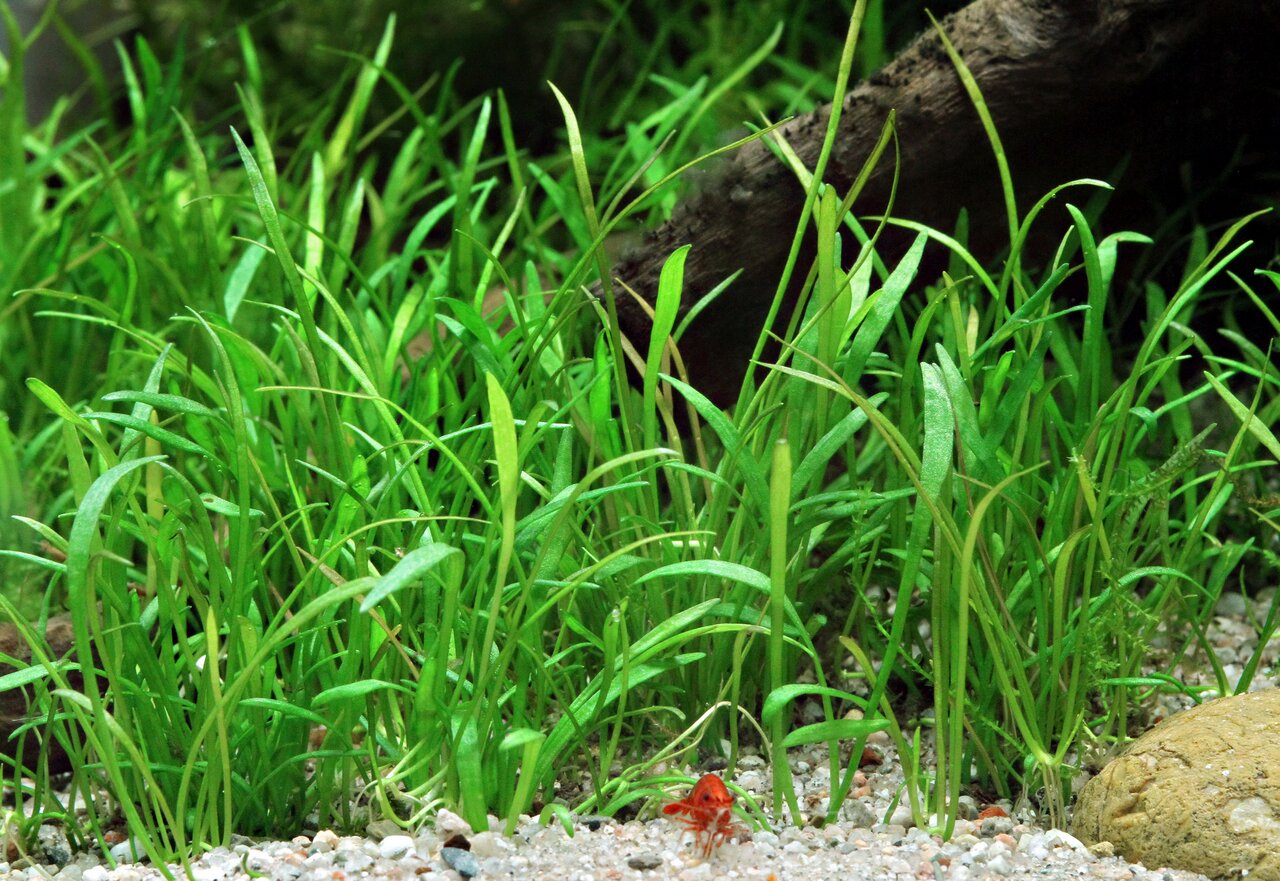 Aquarium mit Eleocharis acicularis als Bodendecker, rote Zwerggarnele im Vordergrund, Holzstück & Pflanzen im Hintergrund.