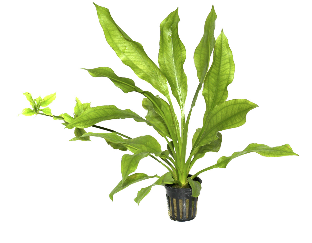 Tropica Echinodorus bleheri, grüne Aquarienpflanze im Kunststofftopf, ideal für Süßwasseraquarien, pflegeleicht & dekorativ.