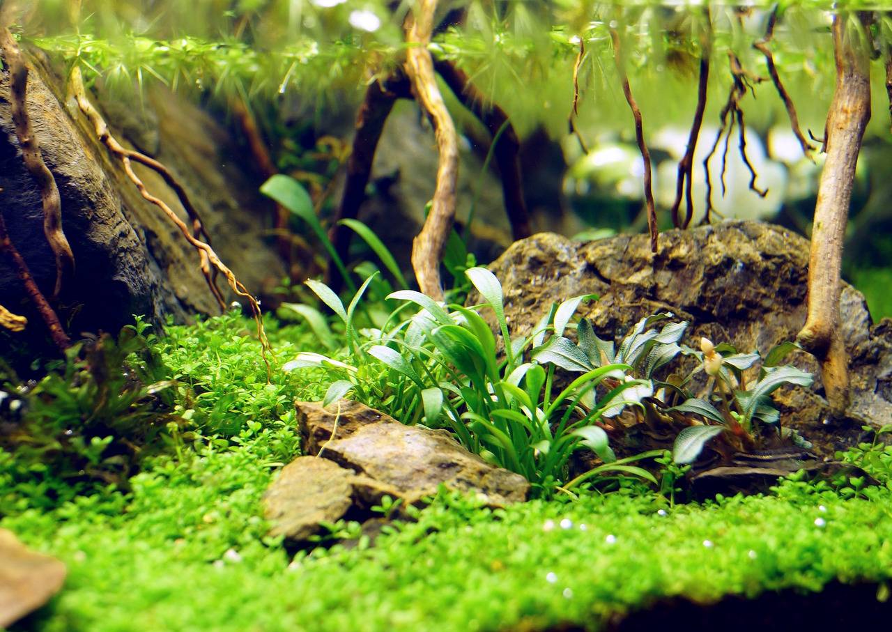 Üppig bepflanztes Aquarium mit Moosen, Bodendeckern, Wurzeln & Steinen, ideal für Aquaristik-Fans, schafft grüne Unterwasserlandschaft.