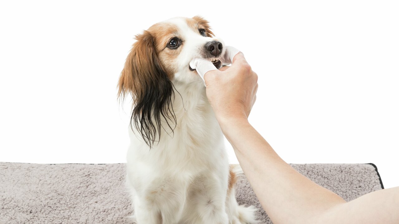 Ein Hund erhält mit TRIXIE Pflege-Tüchern sanfte Zahnreinigung. Für Hunde. Geschmacksneutral. Hygienisch und einfach anzuwenden.