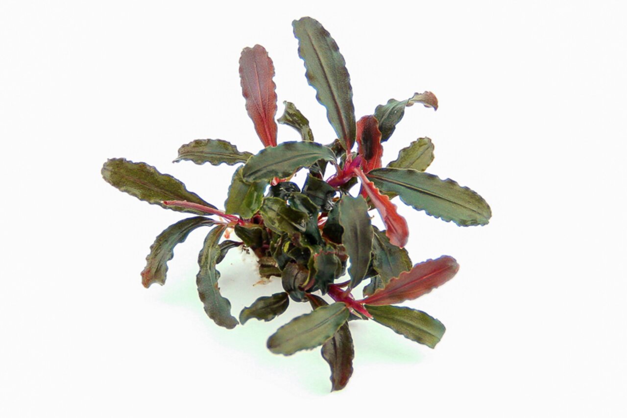 Bucephalandra, Aquarienpflanze, dunkelgrüne wellige Blätter, rötliche Akzente, pflegeleicht, langsames Wachstum, ideal für Süßwasseraquarien.
