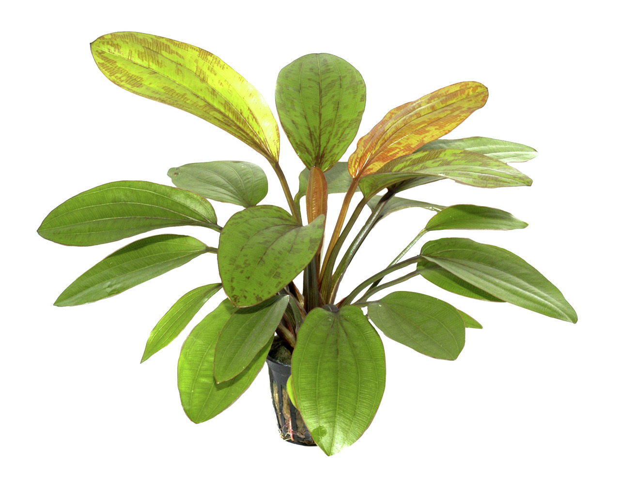 Tropica Echinodorus bleheri, Aquarienpflanze für Süßwasseraquarien, große grüne Blätter, im kleinen Topf, ideal für Anfänger & Profis.