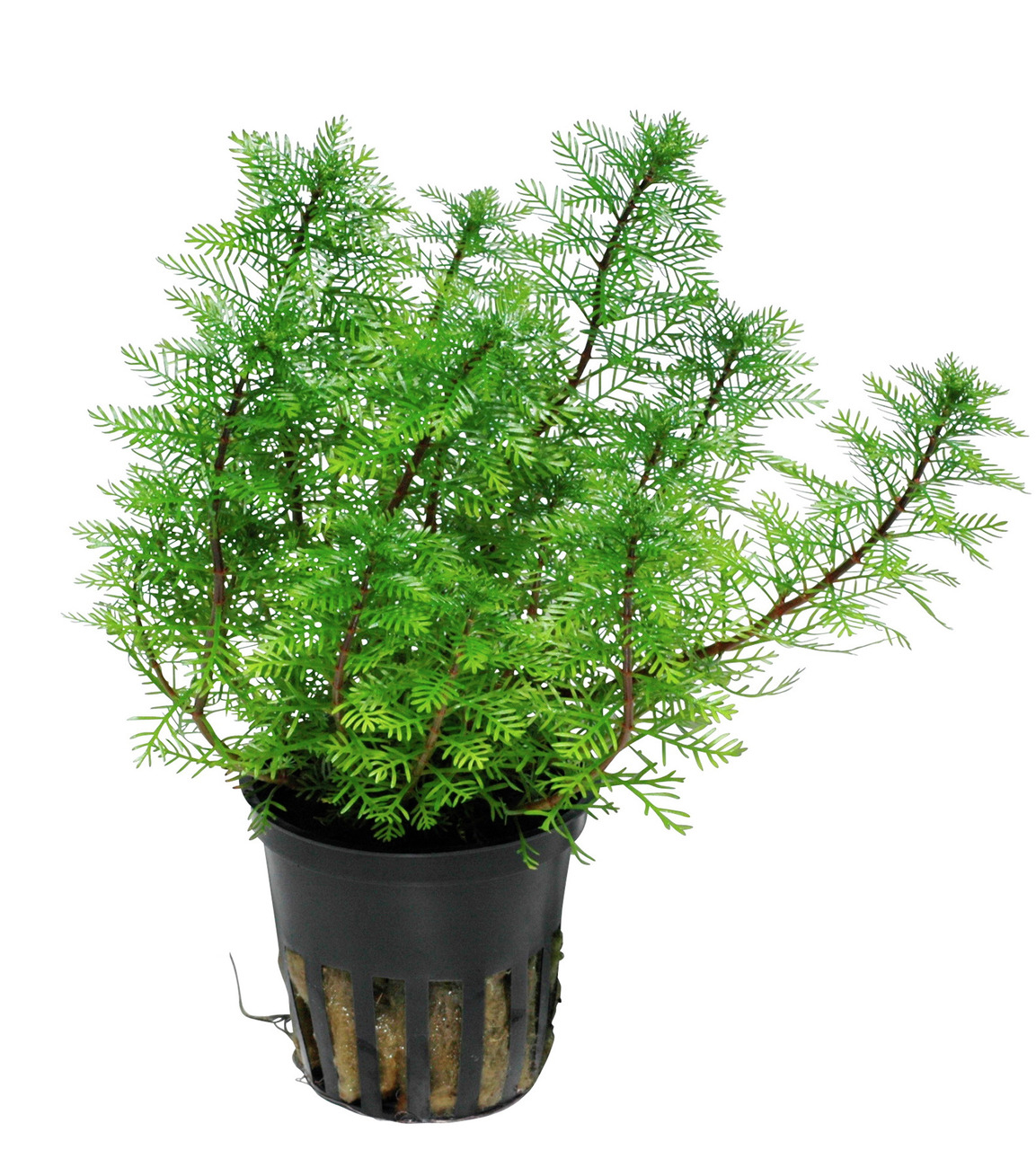Tropica Rotala wallichii, Wasserpflanze im Topf, ideal f. Aquarien, dekorativ, fördert Wasserqualität, f. Aquaristik-Enthusiasten.