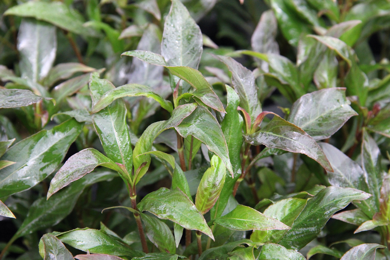 Glänzende, ovale, grüne Blätter mit spitzen Enden, frisch & feucht, dicht wachsend, gesundes Aussehen, evtl. kürzlich bewässert.