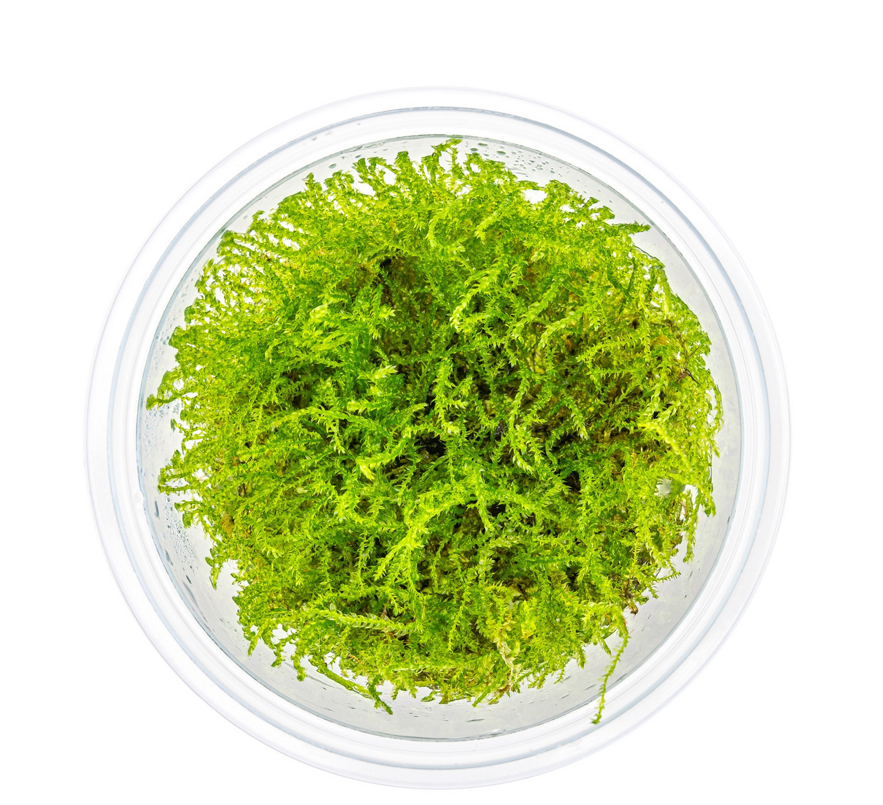 ALOHAMoos, für Aquarien-Terrarien, lebendig+dicht, feine Strukturen, handelsübl. Menge, in transparenter Kunststoffdose.