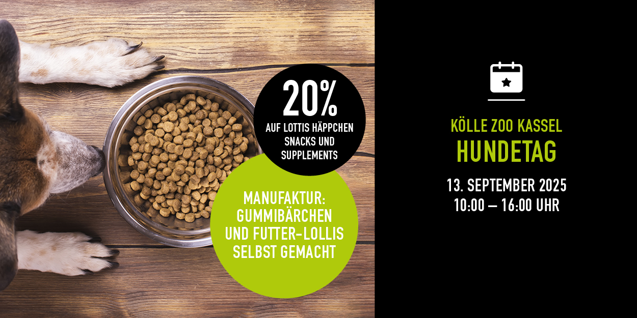Kw36 0609 Lottis Event Kassel Nl