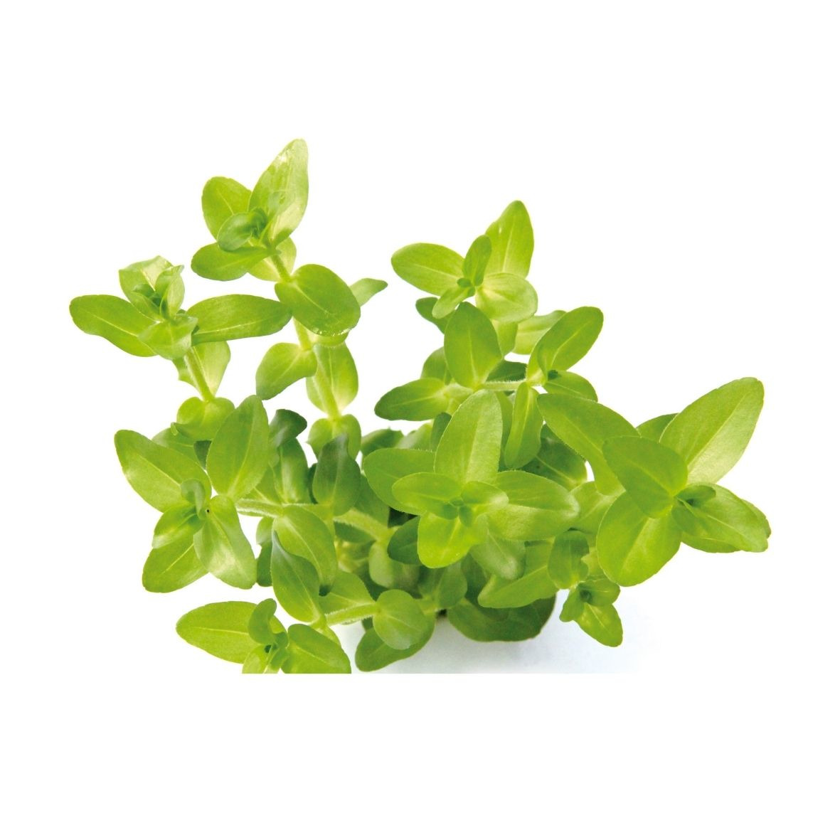 ALOHA Bacopa caroliniana