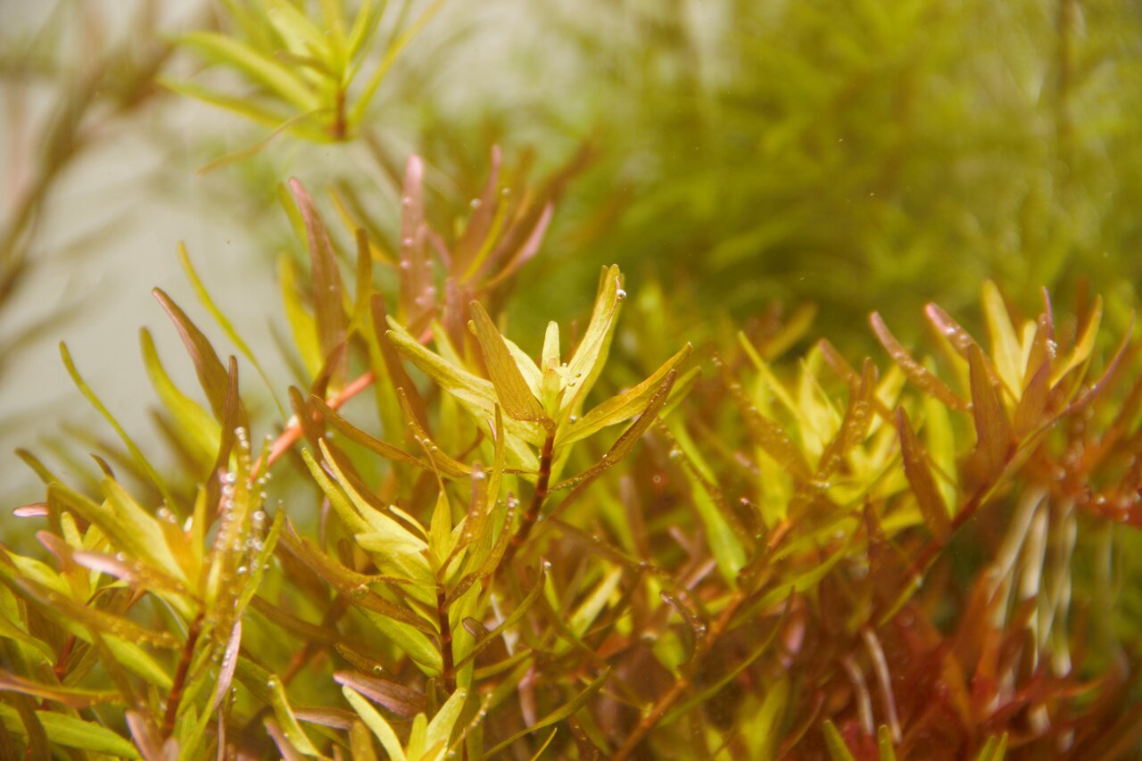Rotala rotundifolia, Aquarium-Wasserpflanze, schmale Blätter in Grün-Gelb-Rot, gesund, optimale Lichtverhältnisse, aktive Photosynthese.