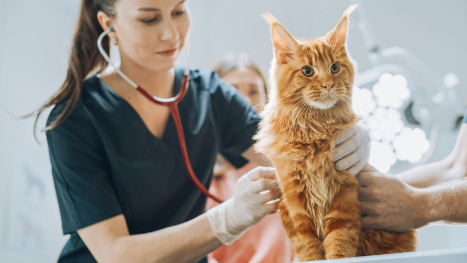 Rote Maine Coon wird von Tierärztin untersucht