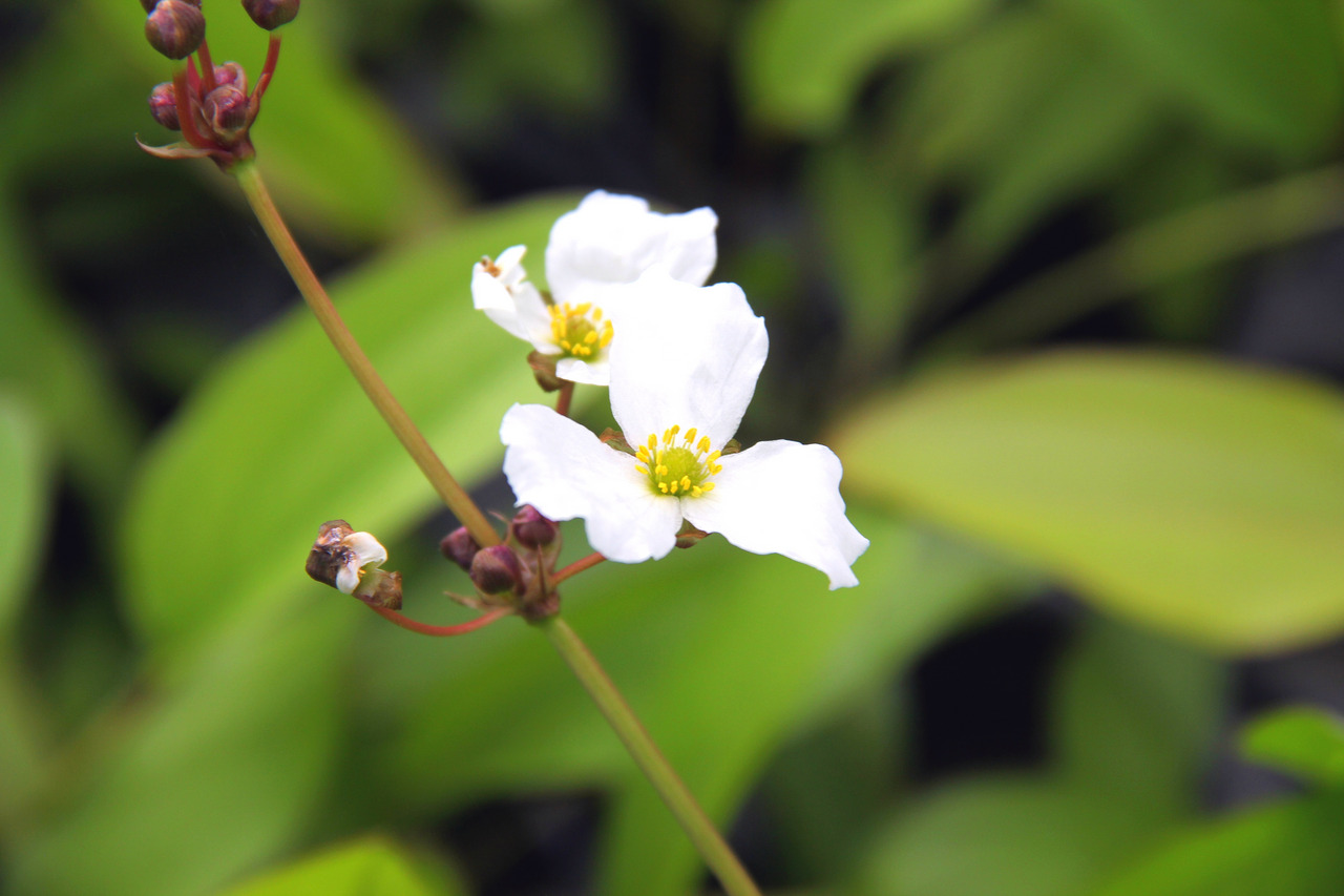 Nahaufnahme einer weißen Blüte mit gelber Mitte, umgeben von grünen Blättern, unscharfer grüner Hintergrund, dünner Stängel mit Knospen.