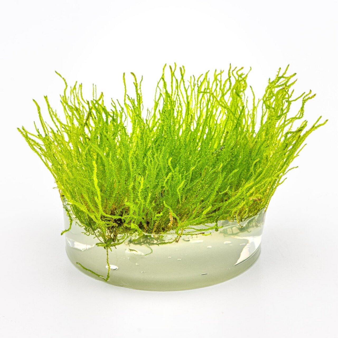 Das Bild zeigt ein leuchtend grünes Javamoos (Taxiphyllum barbieri) in einer transparenten Schale mit Wasser. Dieses Produkt der Marke ALOHA ist ideal für Aquarien und richtet sich an Aquaristik-Enthusiasten. Es dient als natürlicher Lebensraum für Fische