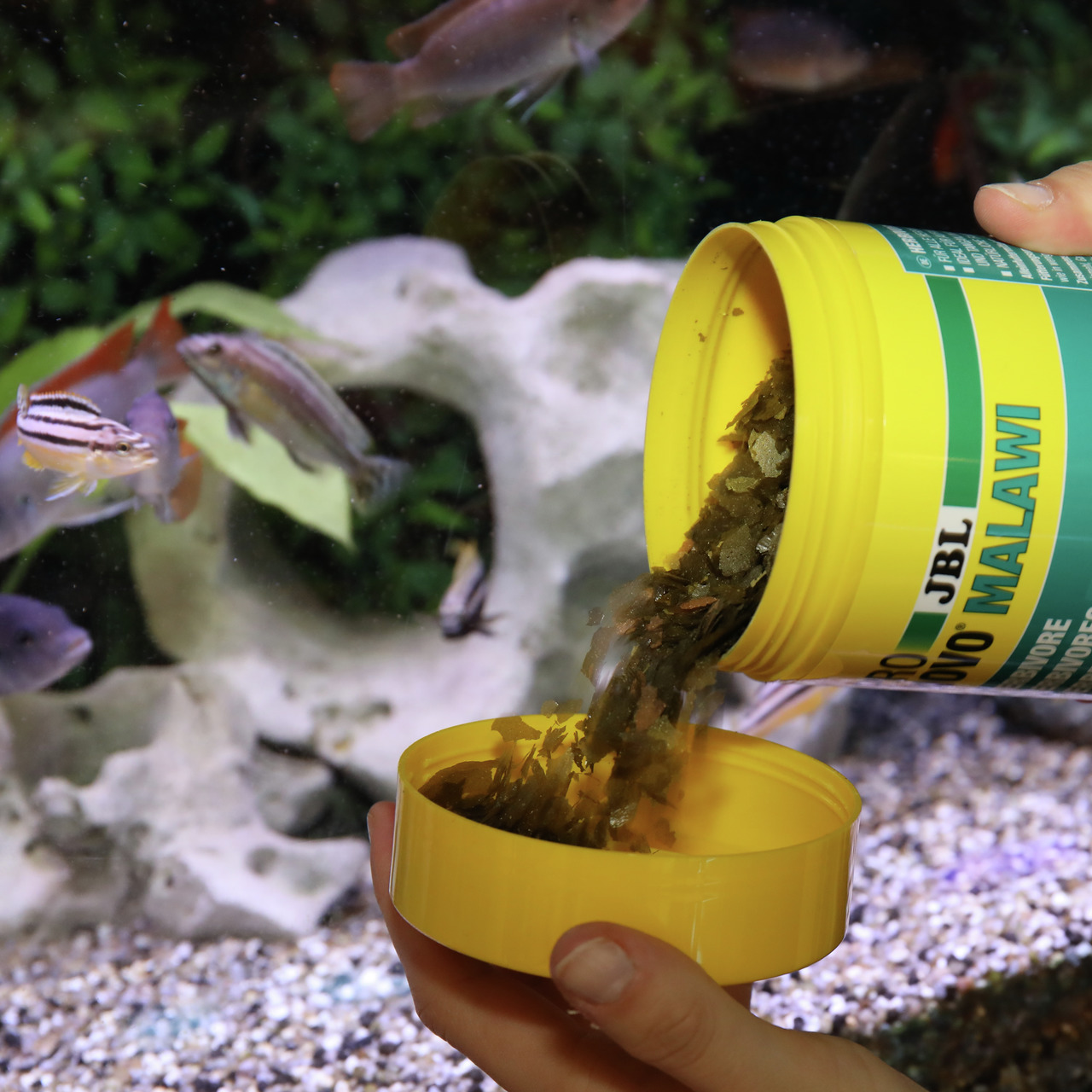 JBL NovoMalawi Fischfutter für Buntbarsche in Süßwasseraquarien, 250 ml, fördert Farbenpracht & Wachstum.