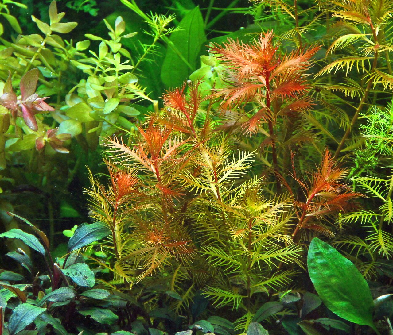 Lebendige Unterwasserlandschaft mit rötlich-grünen Pflanzen, umgeben von grünen Blättern – natürliches, gesundes Umfeld für Aquarien.