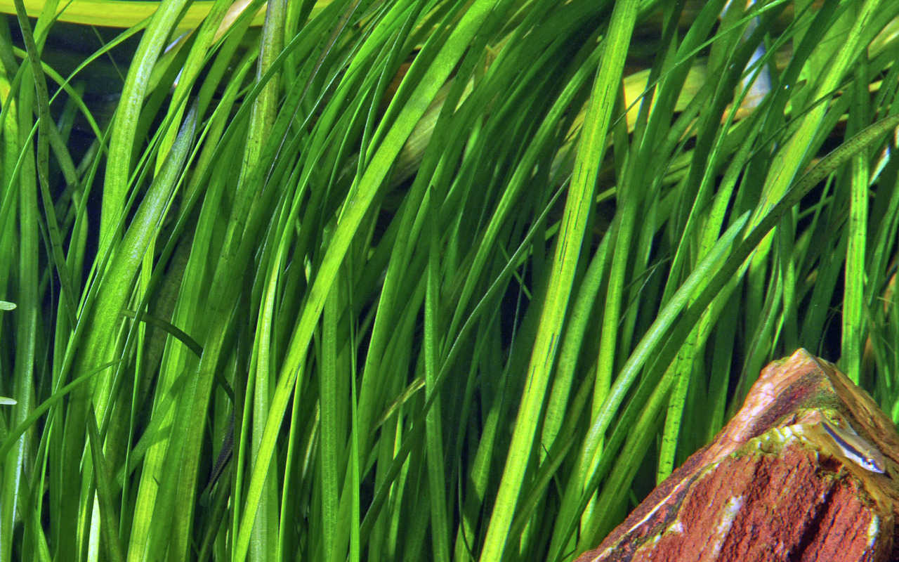Tropica Vallisneria spiralis, Wasserpflanze für Süßwasseraquarien, lange grüne Blätter, Zielgruppe: Aquarienbesitzer.