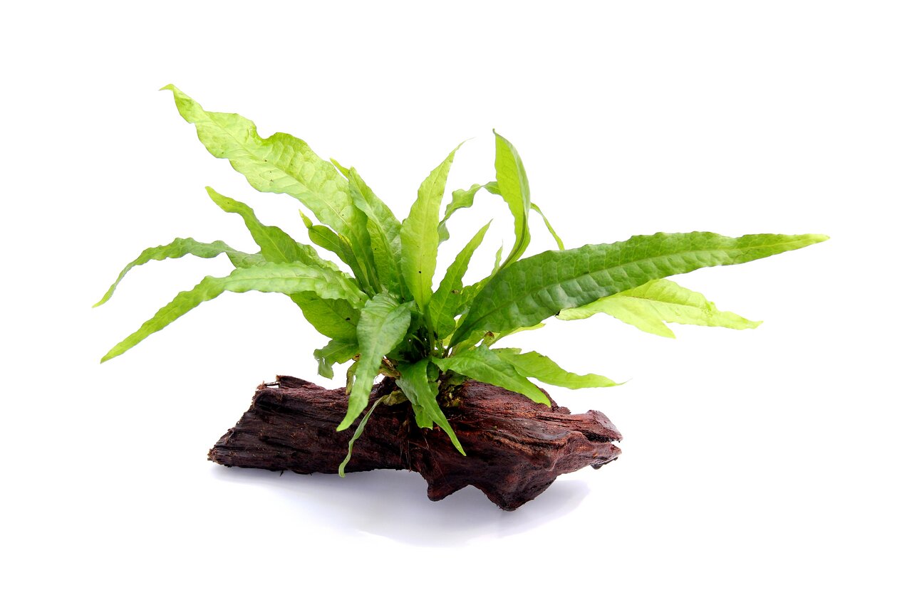 ALOHA Aquarienpflanze auf Holz, für Aquarienliebhaber, natürliche Deko & Versteck für Fische, lebendiges Aussehen.