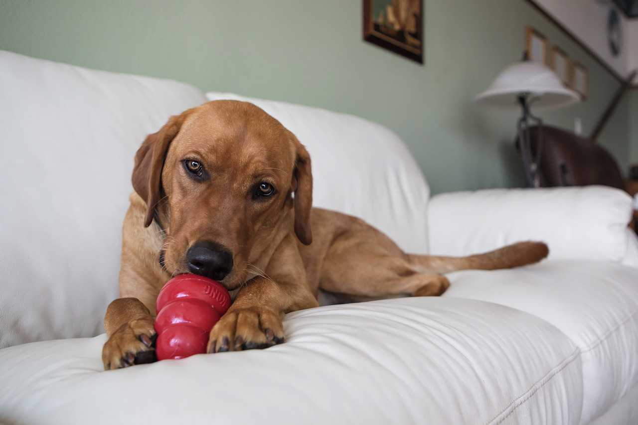 KONG Hundespielzeug, robust & langlebig, für mittelgroße/große Hunde, Zahnpflege & Beschäftigung, ideal zum Kauen & Spielen.
