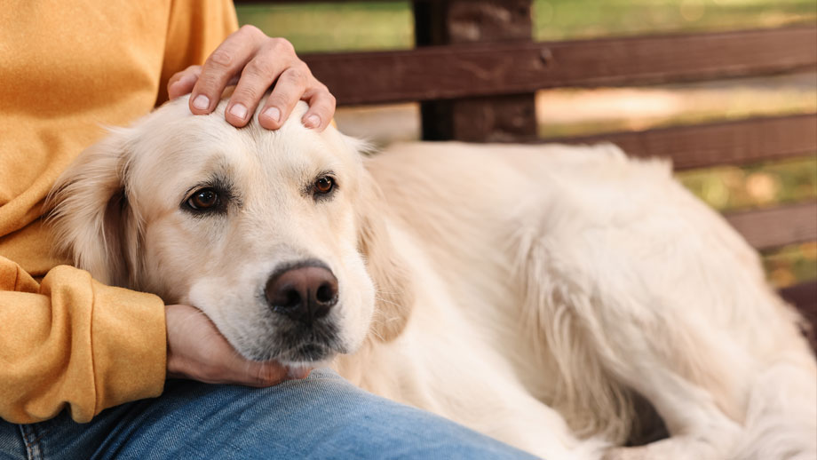 Golden Retriever hat seinen Kopf auf Schoß einer Frau abgelegt, die seinen Kopf streichelt.
