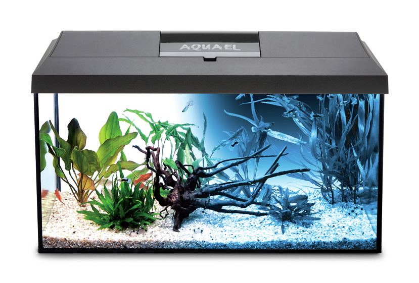AQUAEL Aquarium Leddy 60, schwarz, LED-Beleuchtung, für Aquaristik-Enthusiasten, inkl. Pflanzen, Ast, Kies, 60L.