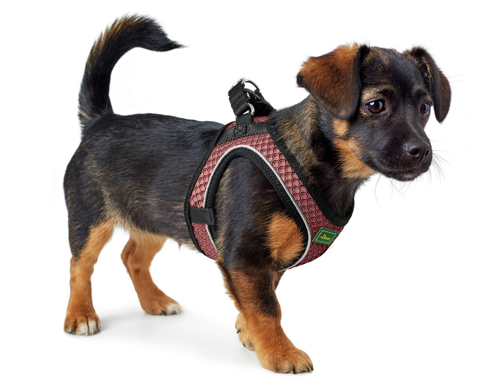 HUNTER Hundegeschirr, ergonomisch, für kleine Hunde, rot-schwarz, robuster Verschluss, D-Ring, optimaler Komfort, ideal spazieren.