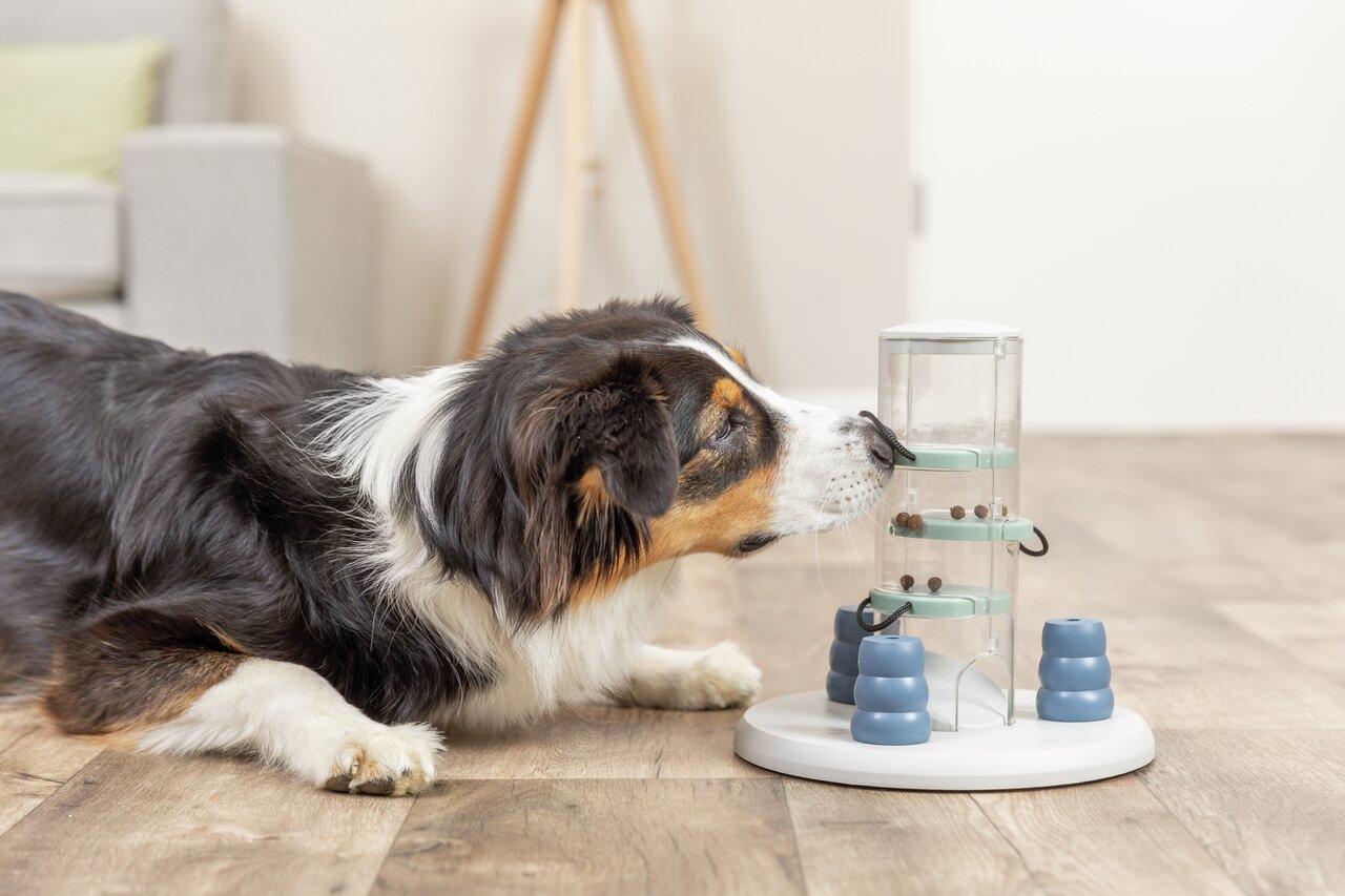 Hund spielt mit TRIXIE Dog Activity Futterautomat. Zielgruppe: Hunde. Fördert Geschicklichkeit. Menge: ca. 500ml sichtbar.