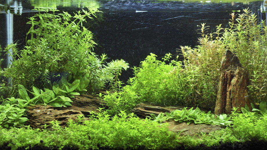 Eingerichtetes Quarium fuer Endler Guppys