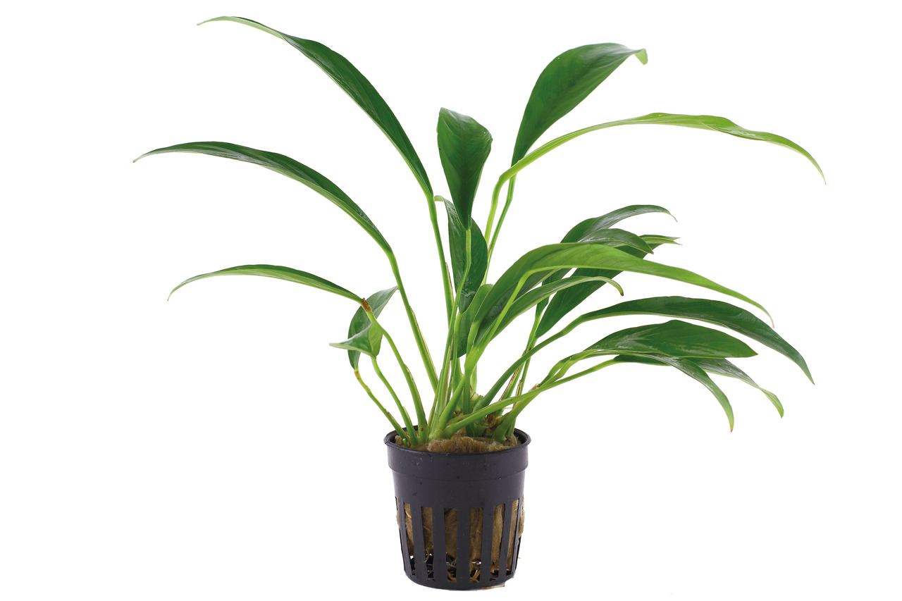 Das Bild zeigt eine grüne Aquarienpflanze der Marke Tropica, die in einem schwarzen Kunststofftopf mit Schlitzen geliefert wird. Es handelt sich um die Sorte "Anubias barteri var. caladiifolia", die für Süßwasseraquarien geeignet ist. Die Pflanze hat brei