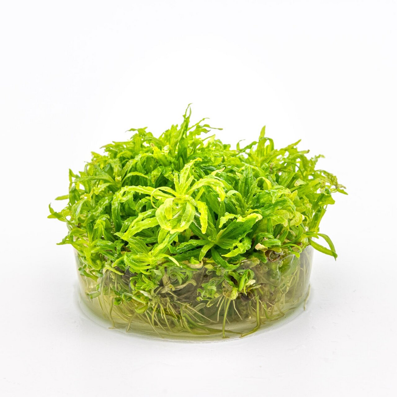 Staurogyne repens, Wasserpflanze für Aquarien, leuchtend grün, kompakt, Versteckmöglichk. für Fische-Garnelen, gesunde Wurzeln.