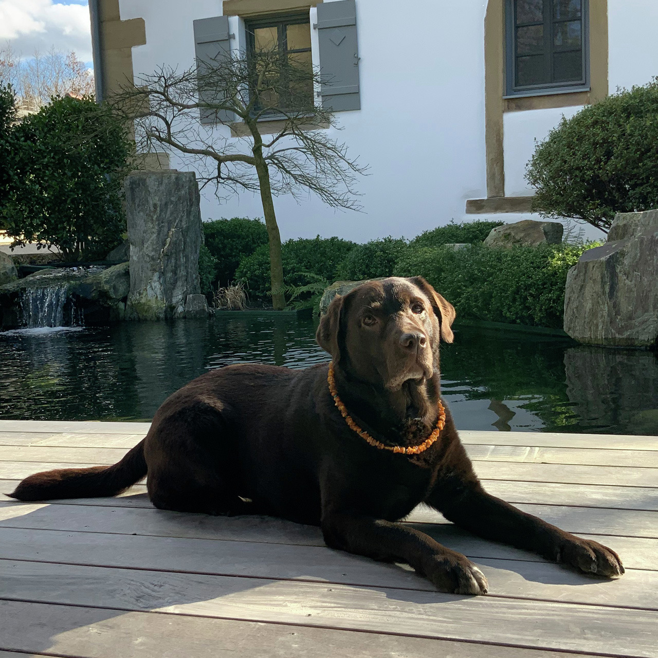 Allpets Bernsteinkette 50 cm