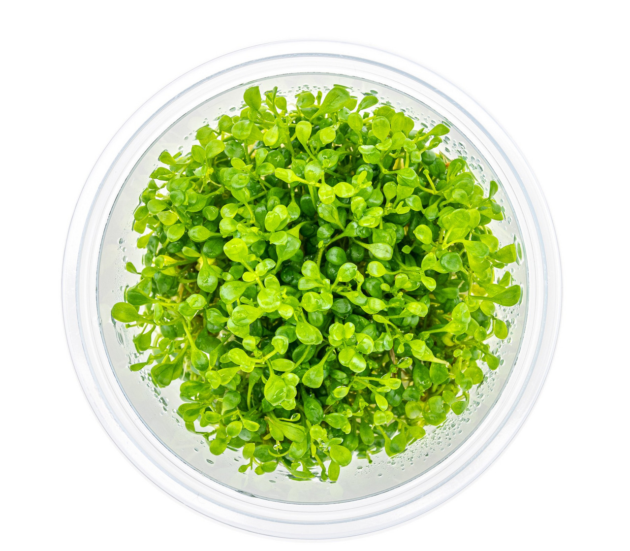 Aquarienpflanze im Kunststoffgefäß, dicht gewachsen, leuchtend grüne Blätter, für Aquarien, natürliche Gestaltung, EAN: 4251127239965.