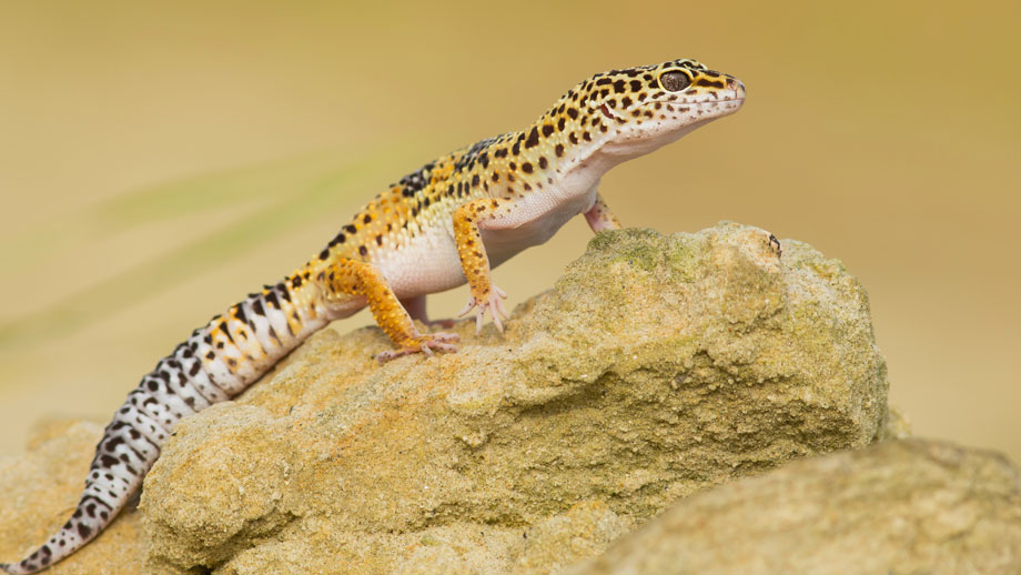 Leopardgecko sitzt auf einem Stein