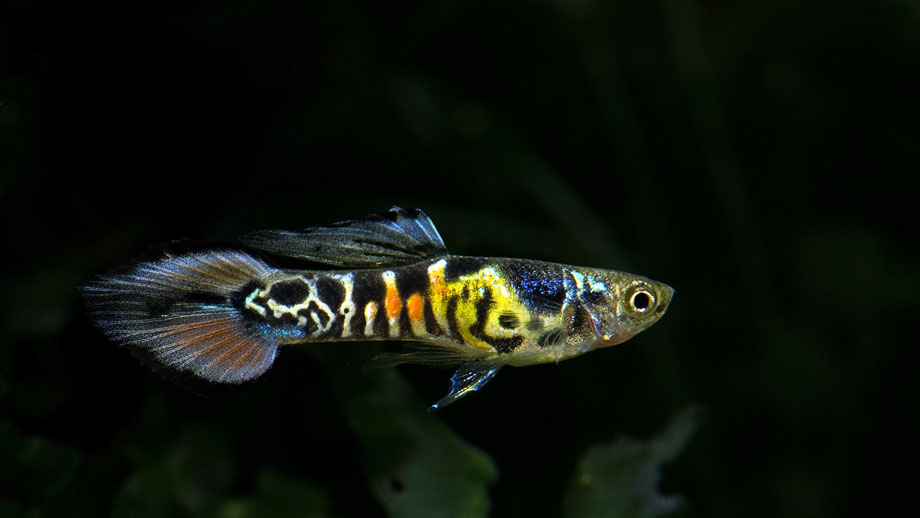 Endler Guppy Männchen auf schwarzem Hintergrund