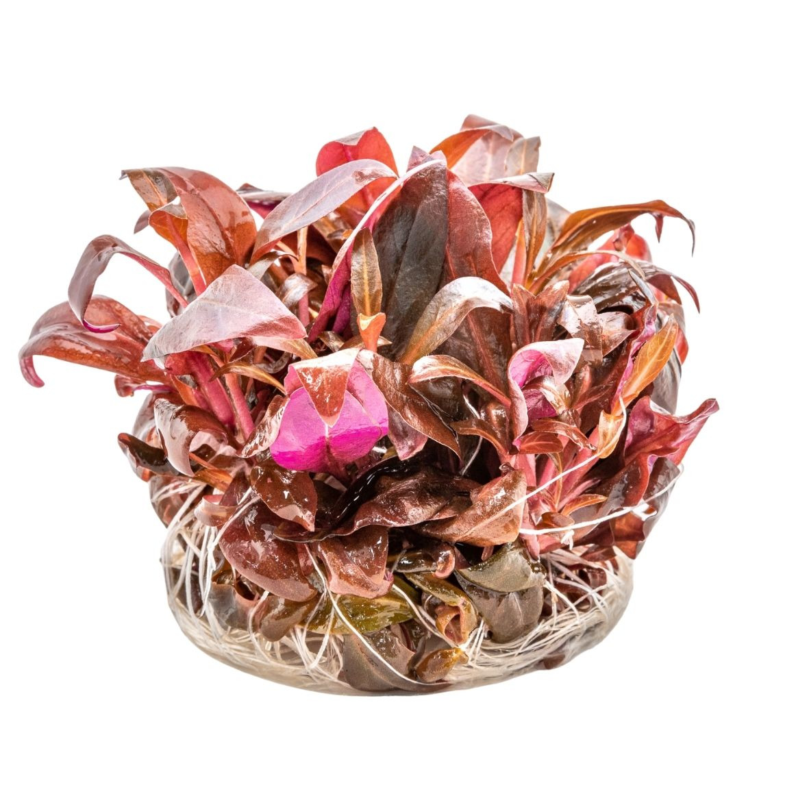 ALOHA Alternanthera rein. "Mini" Cup C131