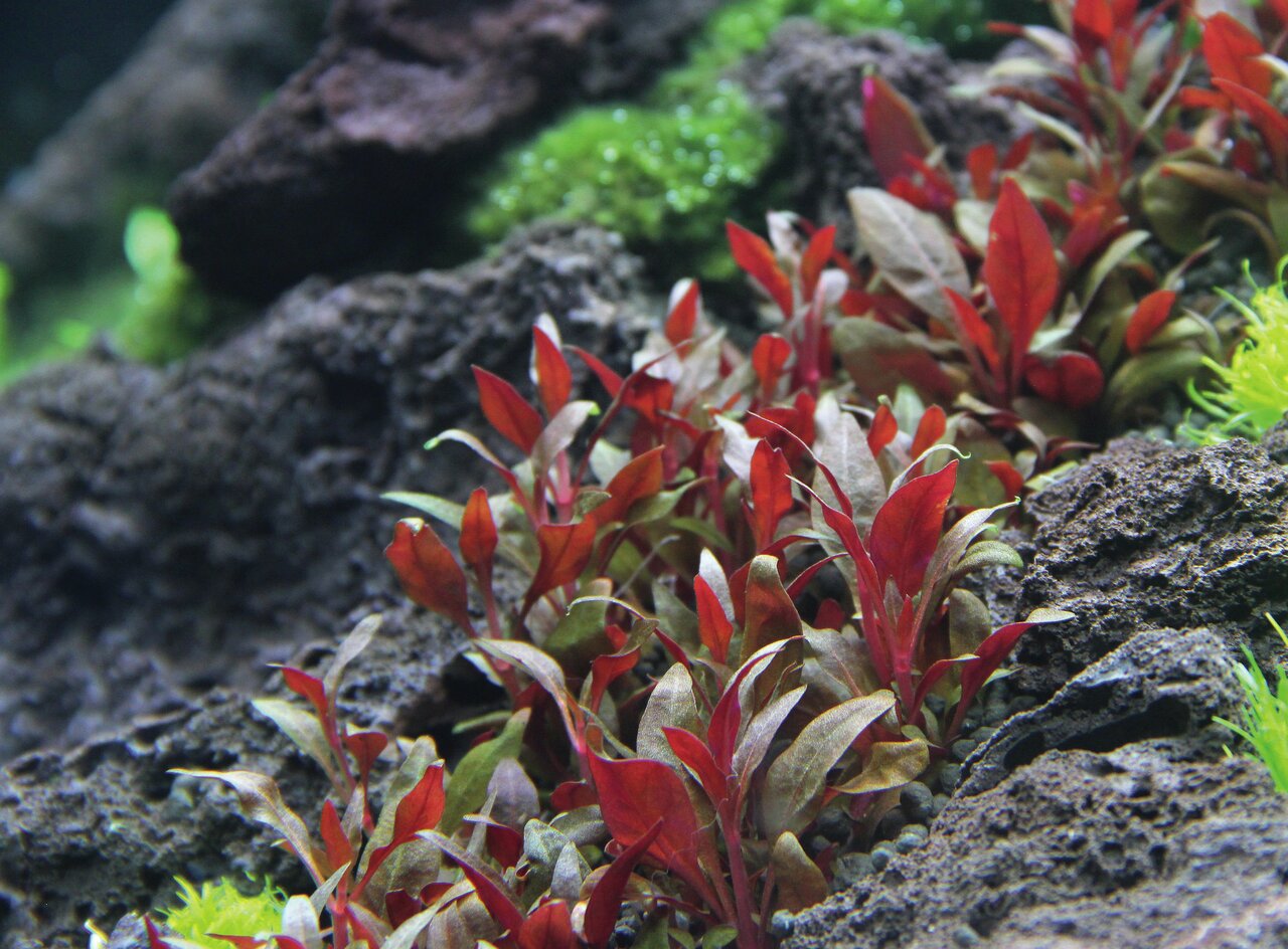 ALOHAs rote Wasserpflanzen, für Aquarienliebhaber, dekorativ & wasserreinigend, 125g, auf dunklem steinigem Untergrund.