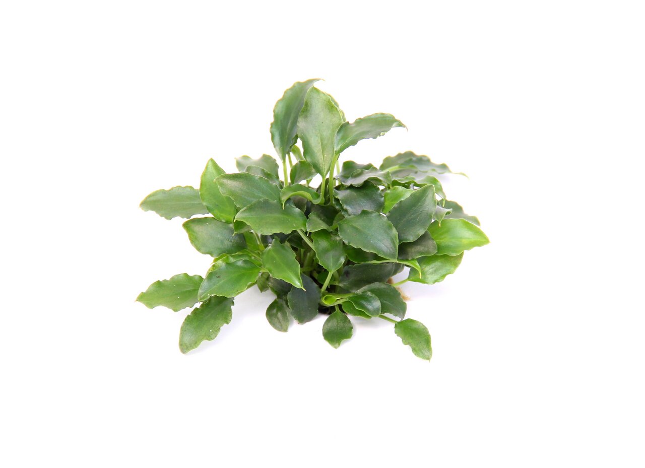 ALOHA Aquarienpflanze, dunkelgrün, kompakt, nat. Deko & Versteck f. Fische, speziell f. Aquarien, EAN 4251127248912.