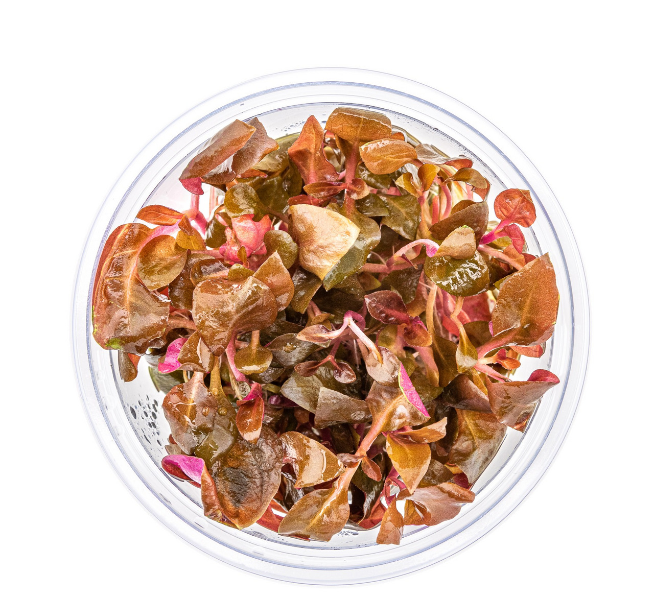 ALOHA Alternanthera reineckii 'Mini', kompakte Aquarienpflanze für Vordergrund, ideal für Aquarienliebhaber, rötlich-grüne Blätter.